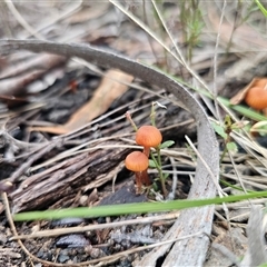 Laccaria sp. (Laccaria) at Captains Flat, NSW - Today by Csteele4
