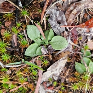 Speculantha rubescens (Blushing Tiny Greenhood) at Captains Flat, NSW - Today by Csteele4