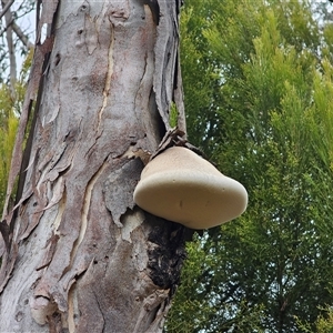 Laetiporus portentosus (White Punk) at Captains Flat, NSW - Today by Csteele4