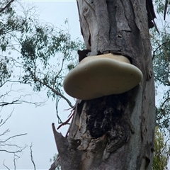 Laetiporus portentosus at Captains Flat, NSW - 18 May 2025 02:38 PM