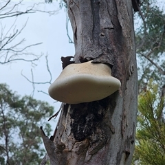 Laetiporus portentosus at Captains Flat, NSW - 18 May 2025 02:38 PM