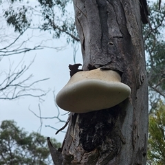 Laetiporus portentosus at Captains Flat, NSW - 18 May 2025 02:38 PM