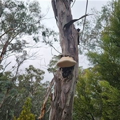 Laetiporus portentosus at Captains Flat, NSW - 18 May 2025 02:38 PM