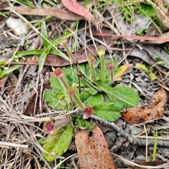 Solenogyne gunnii (Solengyne) at Captains Flat, NSW - 18 May 2025 by Csteele4