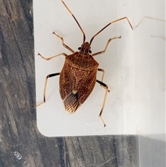 Poecilometis strigatus (Gum Tree Shield Bug) at Theodore, ACT - Today by Cardy