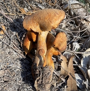 Unverified Cap on a stem; gills below cap [mushrooms or mushroom-like] at Denman Prospect, ACT - Today by Jennybach
