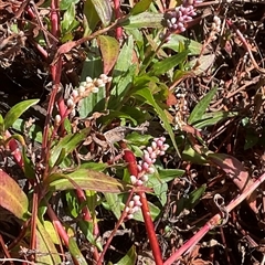 Persicaria decipiens (Slender Knotweed) at Denman Prospect, ACT - 18 May 2025 by Jennybach