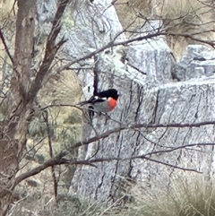 Petroica boodang (Scarlet Robin) at Bungendore, NSW - 18 May 2025 by yellowboxwoodland