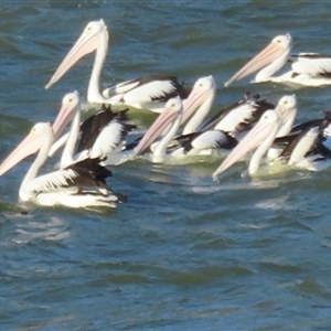 Pelecanus conspicillatus at Blanchetown, SA - 26 Mar 2025 by RobParnell