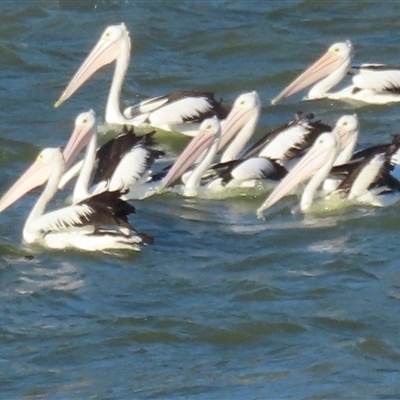 Pelecanus conspicillatus (Australian Pelican) at Blanchetown, SA - 26 Mar 2025 by RobParnell