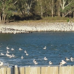 Pelecanus conspicillatus at Blanchetown, SA - 26 Mar 2025 06:11 PM