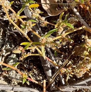 Alternanthera sp. at Denman Prospect, ACT - Today by Jennybach