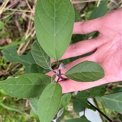 Clerodendrum tomentosum at Mount George, NSW - suppressed