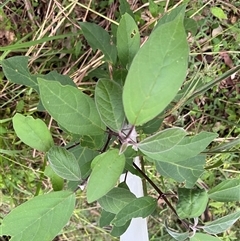 Clerodendrum tomentosum at Mount George, NSW - suppressed