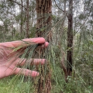 Casuarina glauca by JenniferS