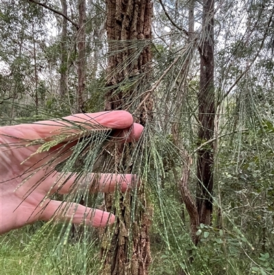 Casuarina glauca by JenniferS