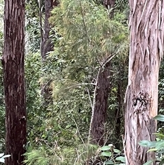 Allocasuarina torulosa at Mount George, NSW - suppressed