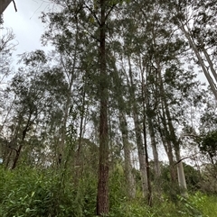 Allocasuarina torulosa at Mount George, NSW - suppressed