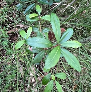 Unverified Plant by JenniferS