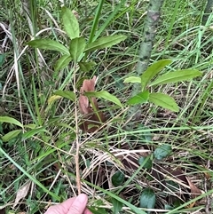 Myrsine variabilis at Mount George, NSW - suppressed