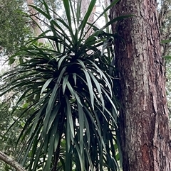 Cordyline stricta at Mount George, NSW - suppressed