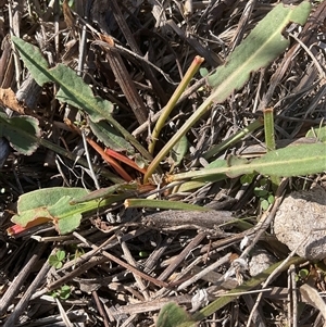 Rumex brownii at Denman Prospect, ACT - Today by Jennybach