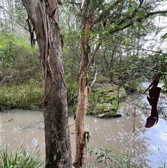 Unverified at suppressed - suppressed