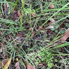 Adiantum aethiopicum (Common Maidenhair Fern) at Mount George, NSW - 18 May 2025 by JenniferS