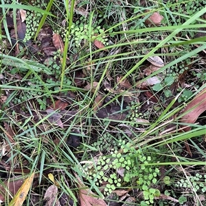 Adiantum aethiopicum by JenniferS