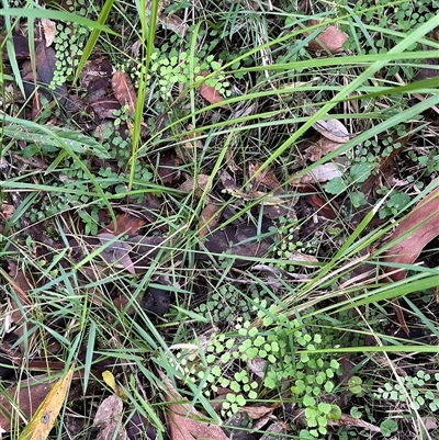 Adiantum aethiopicum (Common Maidenhair Fern) at Mount George, NSW - 18 May 2025 by JenniferS