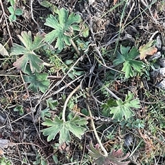 Geranium solanderi var. solanderi (Native Geranium) at Denman Prospect, ACT - 18 May 2025 by Jennybach