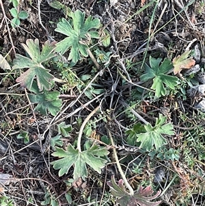 Geranium sp. at Denman Prospect, ACT - Today by Jennybach