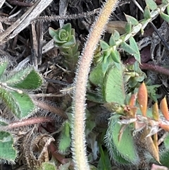 Geranium solanderi var. solanderi at Denman Prospect, ACT - 18 May 2025 12:03 PM