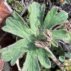 Geranium solanderi var. solanderi at Denman Prospect, ACT - 18 May 2025 12:03 PM