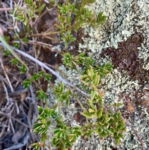 Unverified Plant at Denman Prospect, ACT - Today by Jennybach