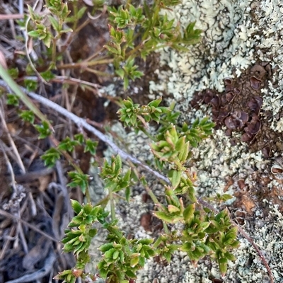 Gonocarpus tetragynus (Common Raspwort) at Denman Prospect, ACT - 18 May 2025 by Jennybach