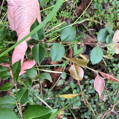 Backhousia myrtifolia (Carrol, Grey Myrtle, Cinnamon Myrtle) at Mount George, NSW - Yesterday by JenniferS