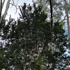 Backhousia myrtifolia at Mount George, NSW - suppressed
