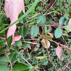 Backhousia myrtifolia at Mount George, NSW - suppressed