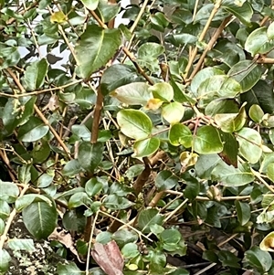 Backhousia sciadophora at Mount George, NSW - suppressed