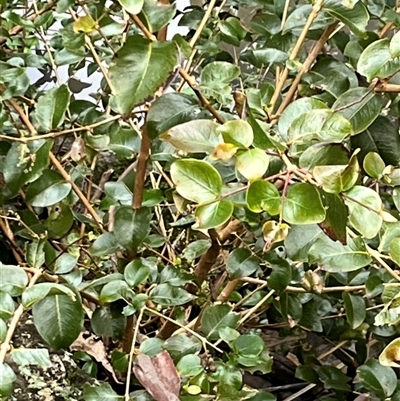 Backhousia sciadophora (shatterwood) at Mount George, NSW by JenniferS
