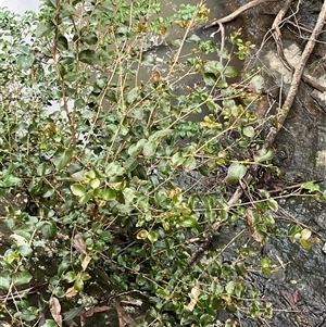 Backhousia sciadophora at Mount George, NSW - suppressed
