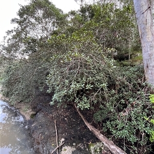 Ficus rubiginosa at Mount George, NSW - suppressed