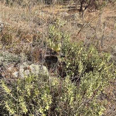 Melichrus urceolatus (Urn Heath) at Denman Prospect, ACT - 18 May 2025 by Jennybach
