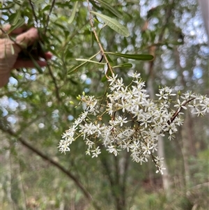 Bursaria spinosa by JenniferS