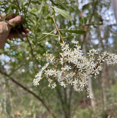 Bursaria spinosa by JenniferS