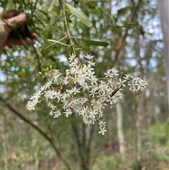 Bursaria spinosa at Mount George, NSW - suppressed