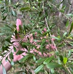 Bursaria spinosa at Mount George, NSW - suppressed