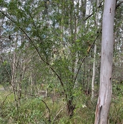 Bursaria spinosa at Mount George, NSW - suppressed