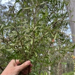 Bursaria spinosa at Mount George, NSW - suppressed